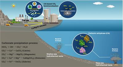 Carbon Dioxide Sequestration by Microbial Carbonic Anhydrases From Submarine Hydrothermal Systems